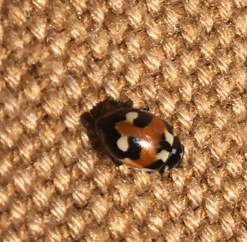 Hippodamia apicalis (Hippodamia apicalis), a species recorded in Nevada