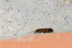 Dromius schneideri