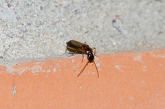 Dromius schneideri