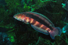 Eupetrichthys angustipes