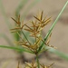 Yellow Nutsedge - Photo (c) Cin-Ty Lee, some rights reserved (CC BY-NC), uploaded by Cin-Ty Lee
