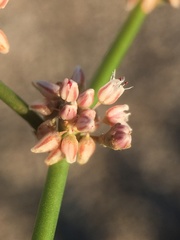 Eriogonum hoffmannii robustius