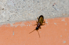 Dromius schneideri