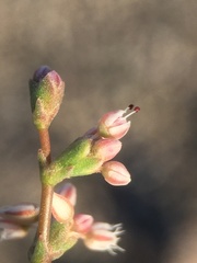 Eriogonum hoffmannii robustius