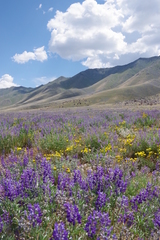 Astragalus andersonii