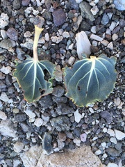 Eriogonum hoffmannii robustius