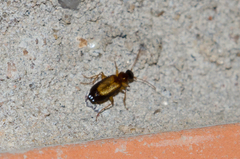Dromius schneideri