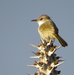 Thamnornis chloropetoides