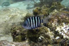 Abudefduf bengalensis