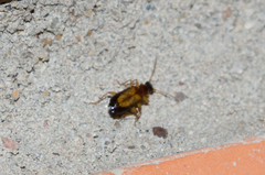 Dromius schneideri