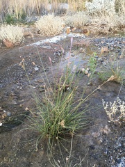 Fimbristylis thermalis