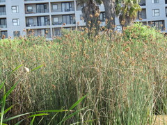 Schoenoplectus scirpoides