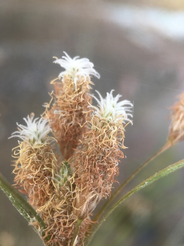 Image of Fimbristylis thermalis by (c) Matt Berger, some rights reserved (CC BY)