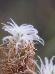 Fimbristylis thermalis