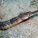 Tiger Pipefish - Photo (c) Sascha Schulz, some rights reserved (CC BY-NC), uploaded by Sascha Schulz