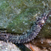 Girdled Pipefish - Photo (c) Sascha Schulz, some rights reserved (CC BY-NC), uploaded by Sascha Schulz