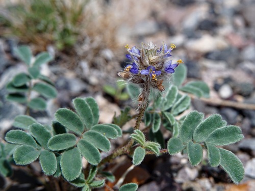 glandleaf prairie clover (Dalea lachnostachys)