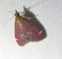 Pyrausta grotei