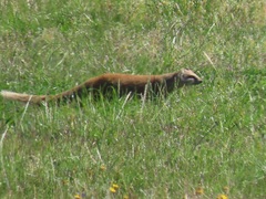 Cynictis penicillata penicillata