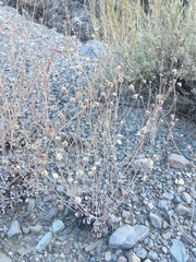 Eriogonum mensicola