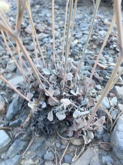 Eriogonum mensicola