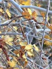 Acer glabrum diffusum