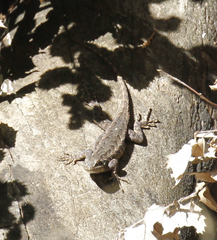 Sceloporus occidentalis