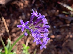 Pentanisia prunelloides prunelloides