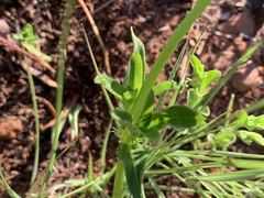 Pentanisia prunelloides prunelloides