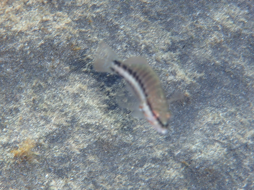 Serranus cabrilla