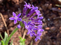 Pentanisia prunelloides prunelloides