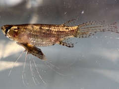 Freshwater Butterfly Fish photo 1