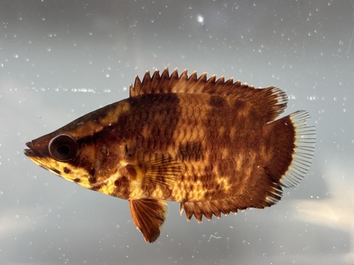 Marbled climbing perch (Ctenopoma weeksii) — Anabantidae
