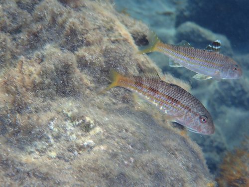 Mullus surmuletus