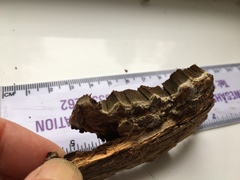 Inonotus glomeratus