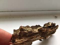 Inonotus glomeratus