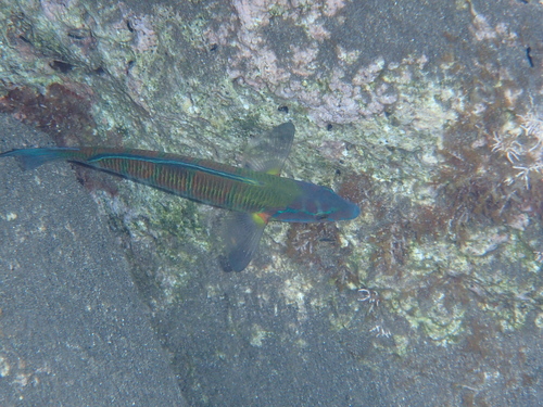 Thalassoma pavo