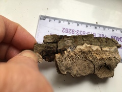 Inonotus glomeratus