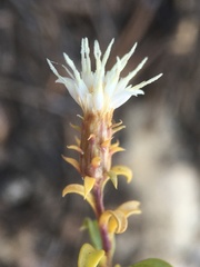 Ericameria gilmanii