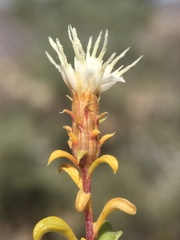Ericameria gilmanii