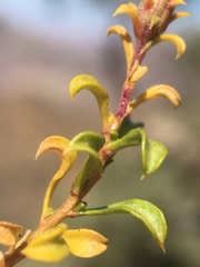 Ericameria gilmanii