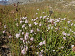 Sorocephalus lanatus