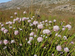 Sorocephalus lanatus