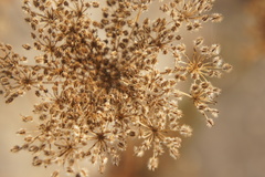 Daucus carota