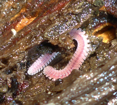 Gosodesmus claremontus