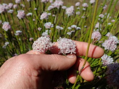 Sorocephalus lanatus