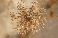 Daucus carota