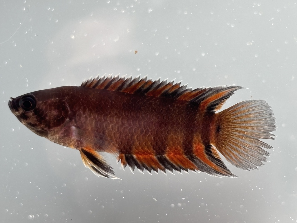 Orange Ctenopoma (Microctenopoma ansorgii) — Anabantidae