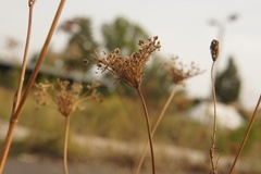 Daucus carota