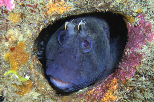Tasmanian blenny (Parablennius tasmanianus) — Blenniidae — 4